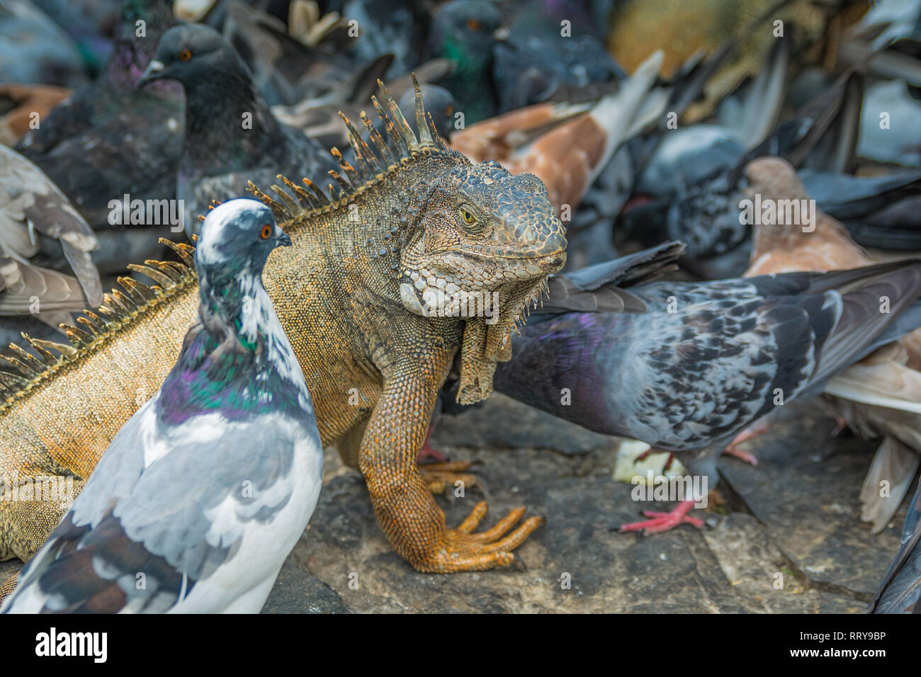 Gli uccelli di una piuma gregge insieme su una pietra ciottoli street a Guayaquil, Ecuador Foto Stock