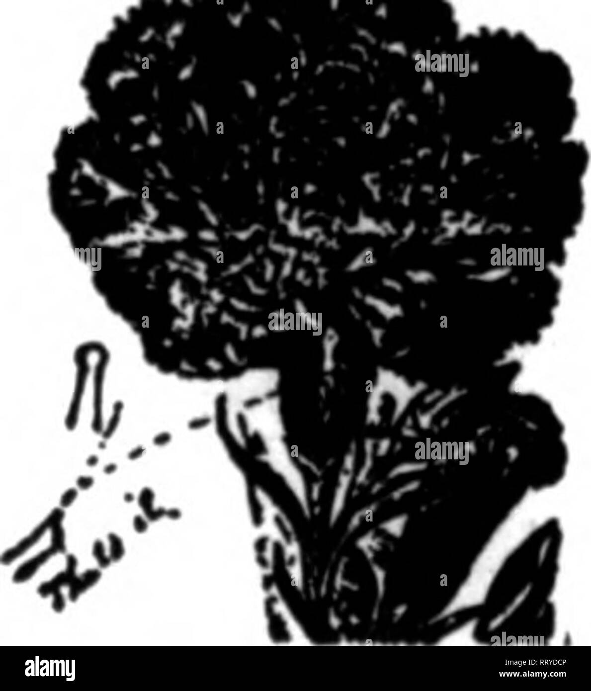 . Fioristi' review [microformati]. Floricoltura. GIT IL NOSTRO FRICX8 sul filo zincato picchetti di Rose e filo di legatura Hannfactar^rs della pianta modello supporta foi t'lirnan n&GT;, DohllaR, bagliore dorato, Peonlei" t'hry"antaemum8 e pomodori. Leggi la recinzione, letto floreale GaarJ, Trellli. IGOE FRATELLI 63-71 Avenne metropolitano. BBOOKLTN. 5. T. menzionare il riesame quando scrivi. Dividi i garofani rapidamente, facilmente ed economicamente sanati. Non sono richiesti utensili. Garofano PilkbuT brevettato di fiocco 1906. 2000 per $1.00 pctpald. I. L. PILLSBURY 6ALXSBURG, ill. Alwayt menzionare i fioristi' Revisione quando Ttrritins; inserzionisti.. Motivi Foto Stock