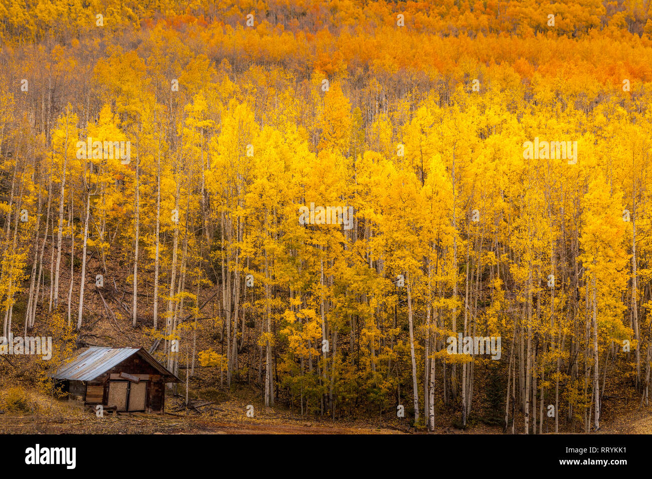 Cabina remota nei boschi in Colorado Foto Stock