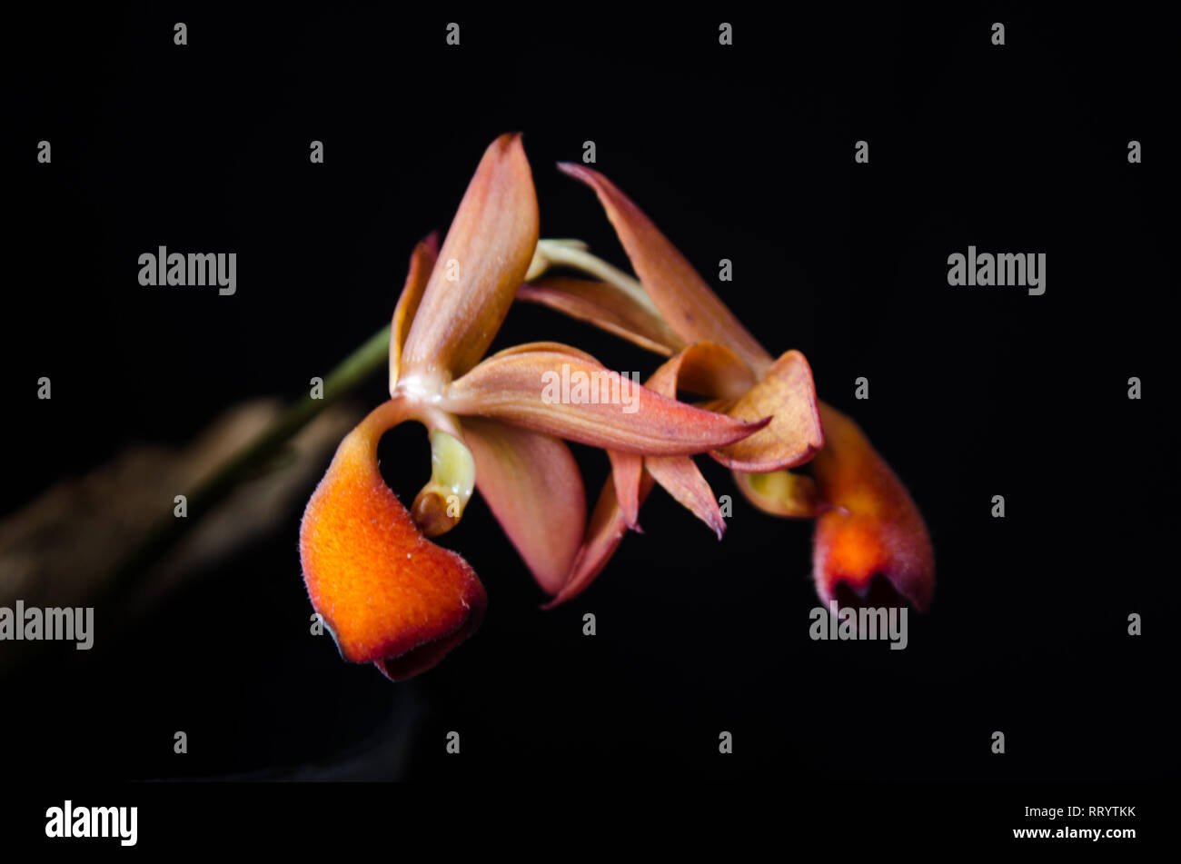 Hookeri Mormodes, un orchidea tropicale trovato in Panama Foto Stock