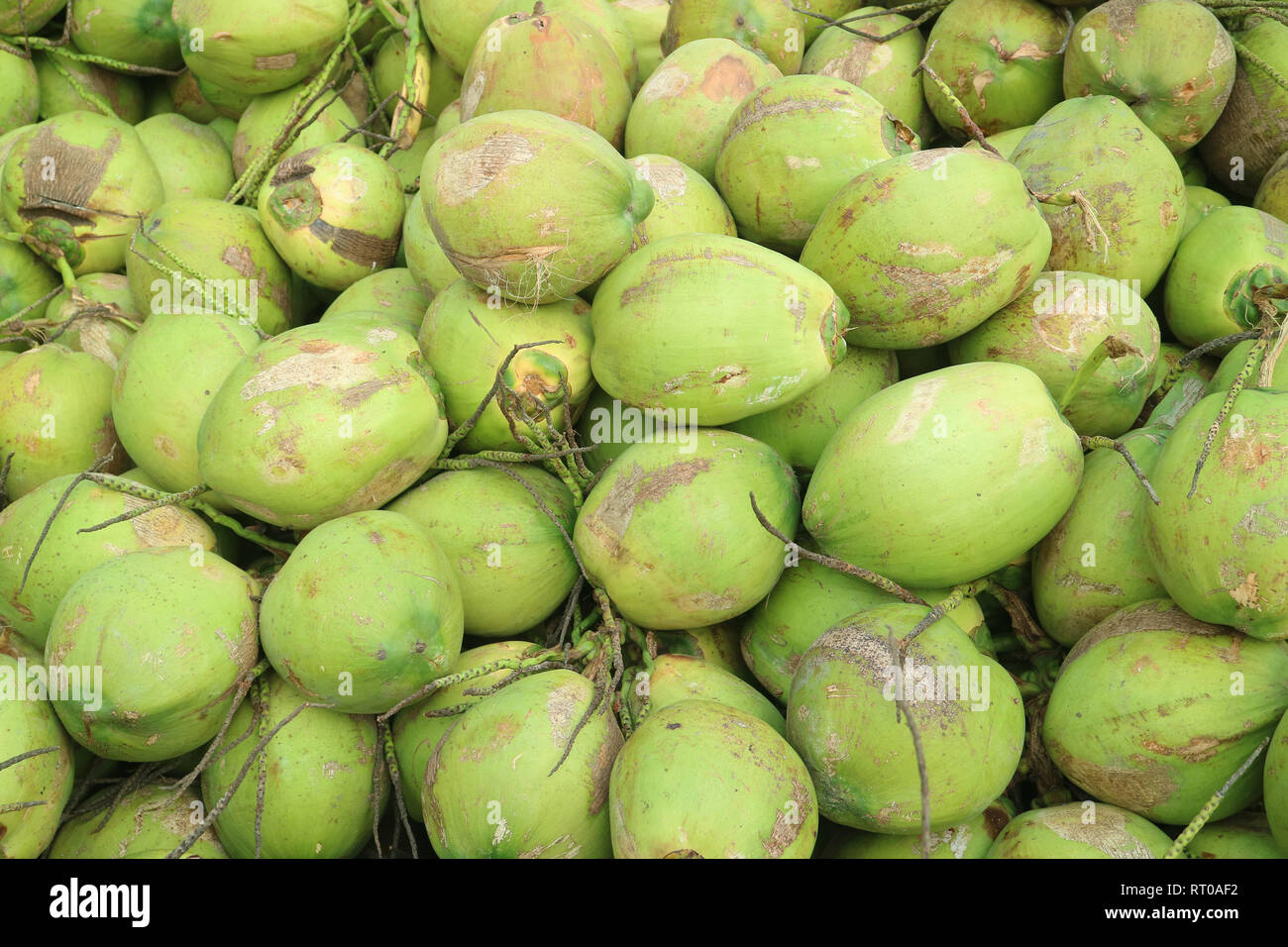Pila di tropicale fresca giovani noci di cocco per la vendita di succo di cocco Foto Stock