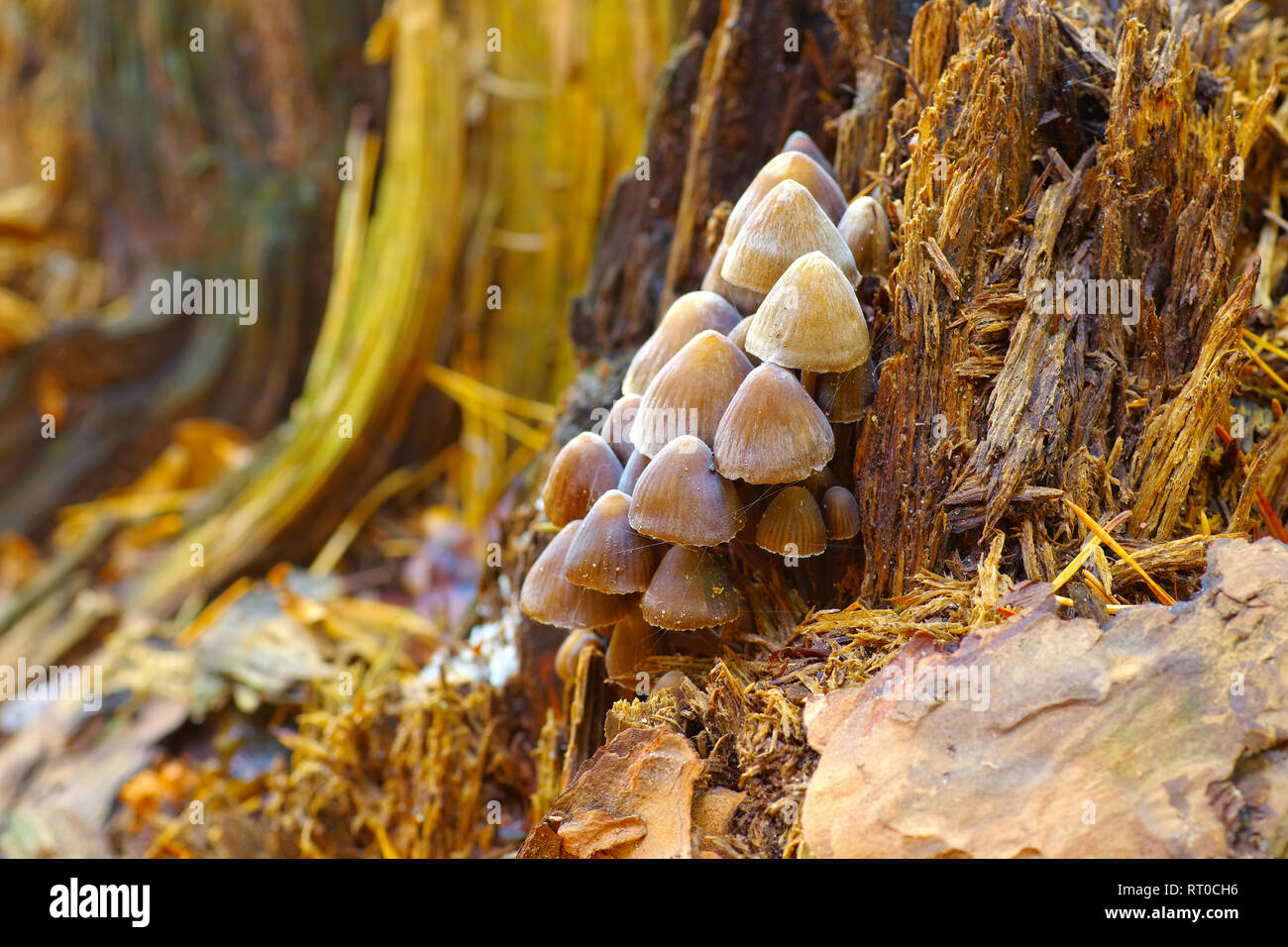 Fairy inkcap o Coprinellus disseminatus nella foresta di autunno Foto Stock