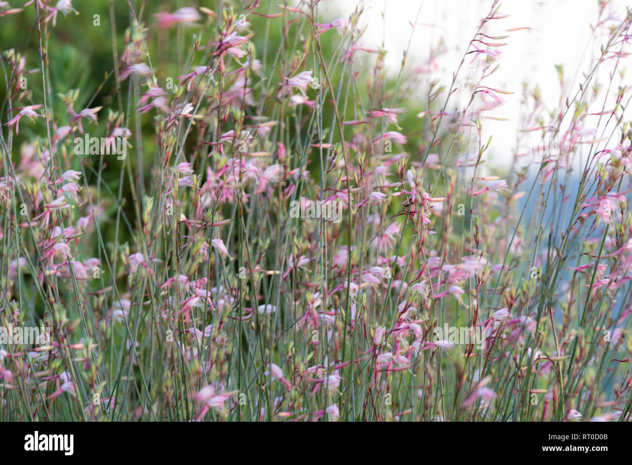 Una Gaura Belleza bush con fiori di colore rosa in movimento nella brezza. Foto Stock