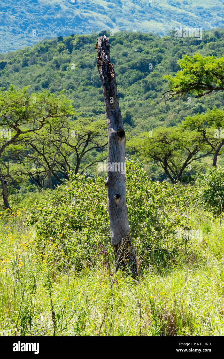 Il tronco di un morto e weathered tree in contrasto con il verde bush Africano nel Natal Midlands, Sud Africa. Foto Stock