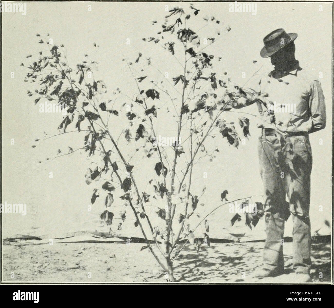 . Bollettino. 1901-13. Agricoltura; l'agricoltura. Bui. 200, Ufficio di presidenza di impiantistica industriale, U. S. Dipartimento di Agricoltura. I. Piastra di Fig. 1 .--un fertile di piante acclimatate in cotone egiziano. Si prega di notare che queste immagini vengono estratte dalla pagina sottoposta a scansione di immagini che possono essere state migliorate digitalmente per la leggibilità - Colorazione e aspetto di queste illustrazioni potrebbero non perfettamente assomigliano al lavoro originale. Stati Uniti. Ufficio di presidenza dell'impiantistica industriale, suoli, e ingegneria agricola. Washington Govt. Stampa. Spento Foto Stock