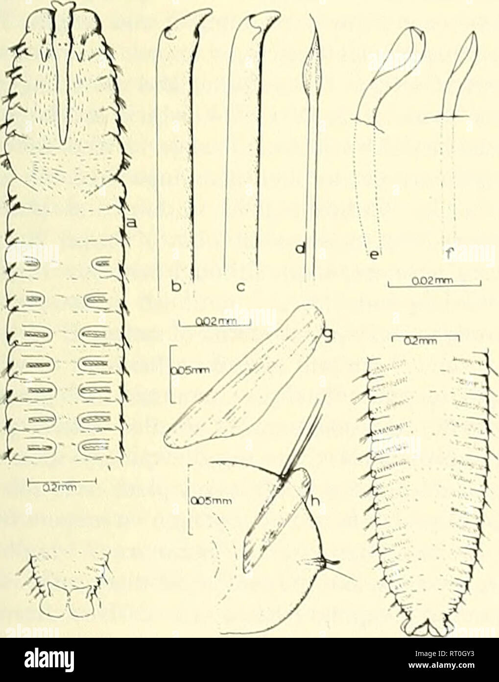 . Bollettino. Scienza e storia naturale; storia naturale. 1971 nuove specie di POL YDORA genere Polydora flessibile, IN02 Polydora convexa, nuova speeies figura l materiale esaminato: California: Santa Barbara, Agosto 27, 1961 (MI), da gusci di paguri; Avila, 3 marzo 1962 (8, TIPO), dalla shell di Pododesmus macroschisma; fieno mono, 24 ottobre 1961 (4), può IK, 196! (13), da eremita erah gusci e Pododesmus; Cayucos, Giugno 2K, 1961 (5), 28 agosto 1961 (13), 19 dicembre 1961 (4). 3 marzo 1962 (4), 3 luglio 1962 (9), da eremita granchi, spugna incrostante, holdfast di Mac ro- cys/è e Dodeca Foto Stock