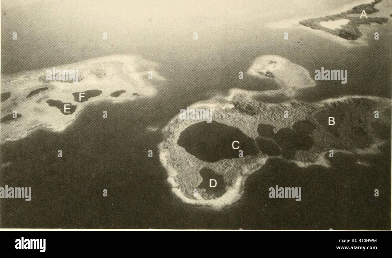 . Atollo bollettino ricerche. Le barriere coralline e le isole; biologia marina; scienze marine. La figura 2. Vista aerea del Pelican Cays cercando SSE: Fisherman's Cay (sinistra), lamantino Cay (a destra), e Cat Cay (sfondo). Nota la caratteristica racchiuso e parzialmente racchiuso stagni in queste isole e la rete di rilievi superficiali in stagno C in Manatee Cay. ( Foto da T. Rath) METODI La ricerca si è focalizzata sul ben sviluppata rete di creste in stagno C del lamantino Cay (Fig. 2). Un 0,95 cm di diametro sonda in acciaio, 3,05-m estensioni, è stato utilizzato per stabilire il contatto con il sottostante substrato di roccia (Fi Foto Stock