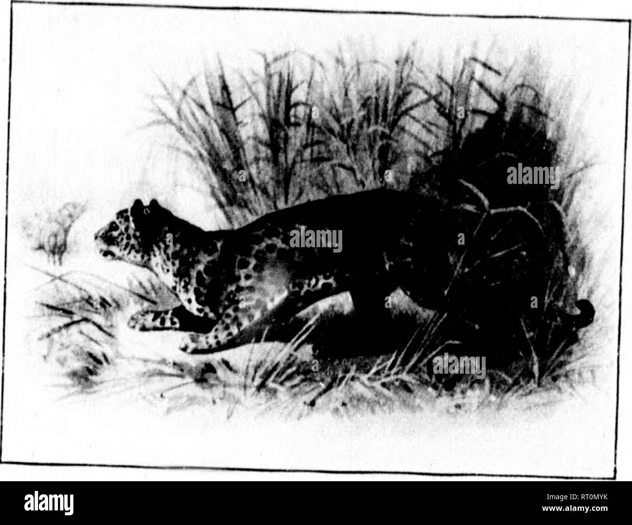 . Con l'asta e la pistola nel New England e le province marittime [microformati]. Caccia e pesca; Caccia; Pesca;; Chasse Pêche sportive;; Chasse Pêche sportive. e le province marittime, per la ripresa del gioco. XX. S. XT. ••••• Bmmunition è ineguagliabile in qualità. 4 j" ^ STATI UNITI CARTUCCIA CO., Lowell, MASS., brevetto statunitense n. 5 A.. Si prega di notare che queste immagini vengono estratte dalla pagina sottoposta a scansione di immagini che possono essere state migliorate digitalmente per la leggibilità - Colorazione e aspetto di queste illustrazioni potrebbero non perfettamente assomigliano al lavoro originale. Samuels, Edward A. (Edward Augusto), 1836-1908. Boston : Samu Foto Stock