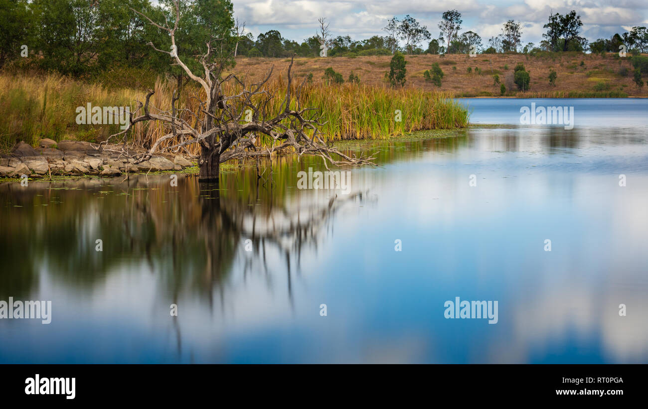 Un albero morto in un lago Foto Stock