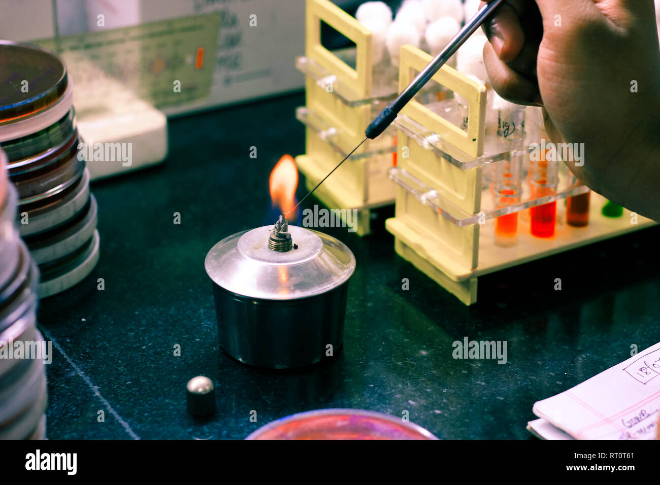 Inoculo microbiologico anello essendo riscaldato in un spirito di fiamma della lampada per disinfezione sterilizzazione in un laboratorio di microbiologia Foto Stock