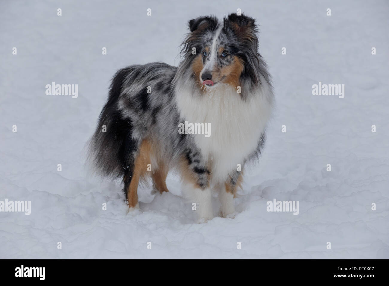Carino blue merle shetland sheepdog cucciolo con oziare il timone è in piedi su un bianco della neve. Collie Shetland sheltie o. Gli animali da compagnia. Foto Stock