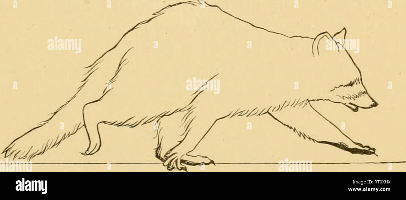 . Locomozione animale : il Muybridge lavoro presso la University of Pennsylvania : il metodo e il risultato. Muybridge, Eadweard, 1830-1904; cavalli; Locomozione animale; la fotografia istantanea. (Fig. 4 della serie. Infiltrarsi. 50.). (Fig. 1"2 di serie.). Si prega di notare che queste immagini vengono estratte dalla pagina sottoposta a scansione di immagini che possono essere state migliorate digitalmente per la leggibilità - Colorazione e aspetto di queste illustrazioni potrebbero non perfettamente assomigliano al lavoro originale. University of Pennsylvania. Philadelphia : J. B. Lippincott Co. Foto Stock