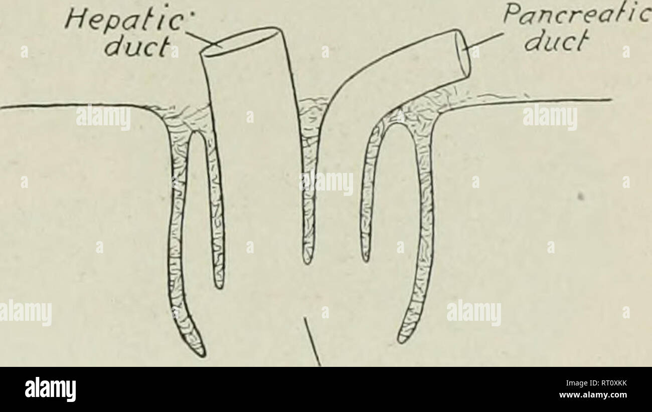 . L'anatomia di animali domestici. Anatomia Veterinaria. Il piccolo intestino 421 tra cui i vasi e i nervi di raggiungere l'intestino; contiene inoltre il mesen- teric delle ghiandole linfatiche e alcuni grassi. Il confine viscerale del mesenterio contiene l'intestino, mentre il confine parietale o di radice del mesenterio (Radix mesenterii) è attaccato ad una piccola area intorno al grande tronco mesenterica sotto la prima e la seconda vertelsrae lombare. La radice è di spessore, in quanto contiene un gran numero di navi e nervi posizionati vicini. Il mesenterio è breve in un primo momento, ma ben presto raggiunge una lunghezza di uno e Foto Stock