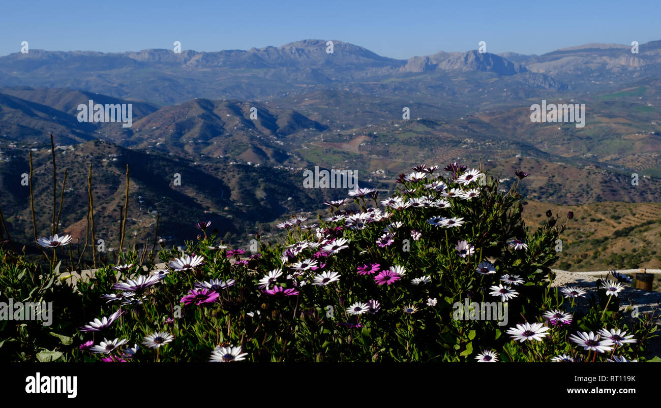 Fiori di Primavera sulle piste di Comares, Axarquia, Malaga, Andalusia, Costa del Sol, Spagna Foto Stock