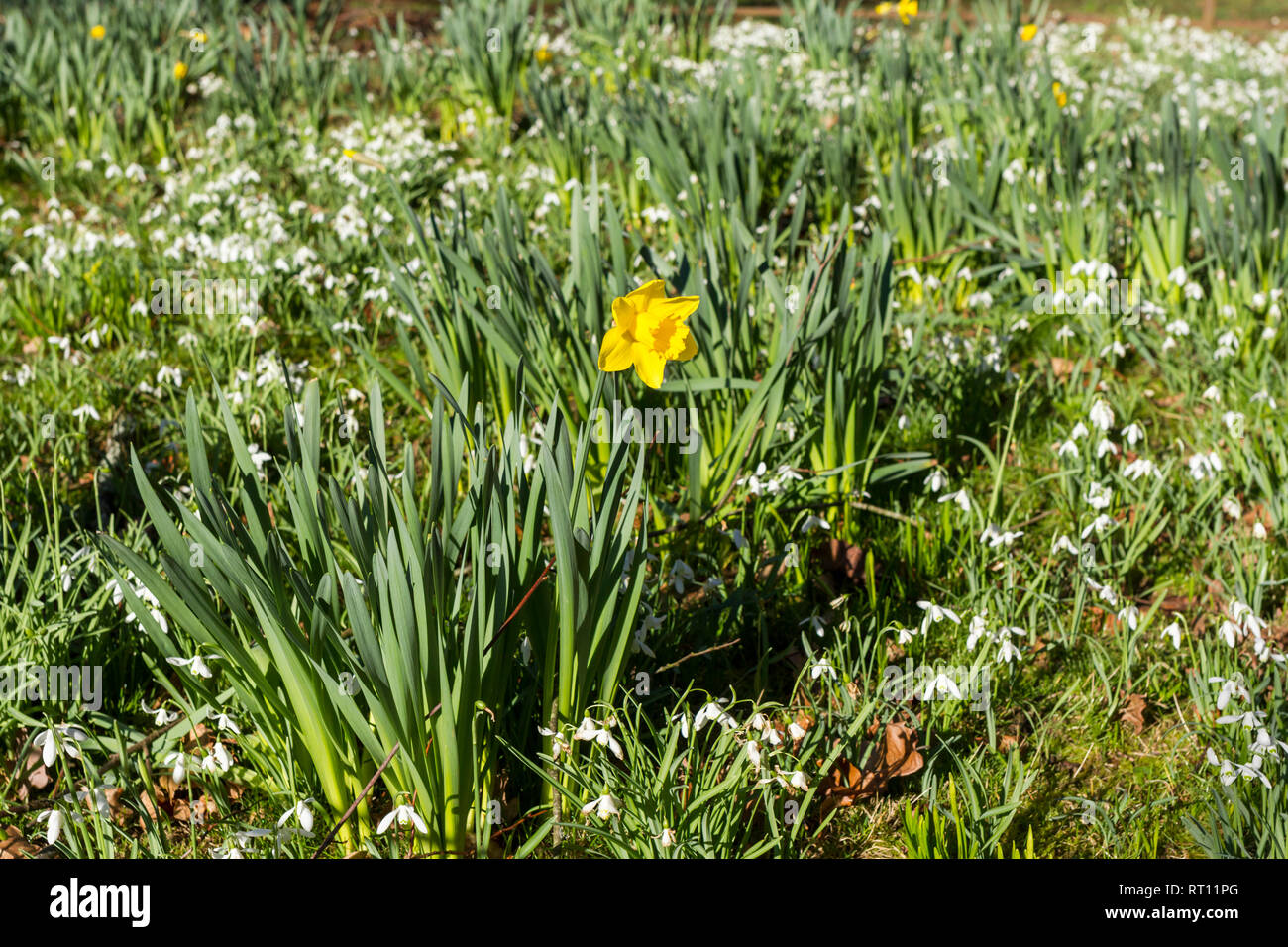 Daffodil, narcisi & bucaneve, Galanthus nivalis, crescente che fiorisce in febbraio, Dorset, England, Regno Unito Foto Stock