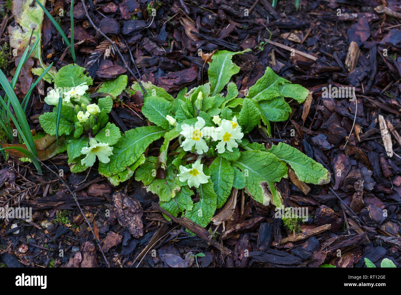 Primrose fiori, Primula vulgaris, iniziando a fiore in febbraio, Dorset, England, Regno Unito Foto Stock