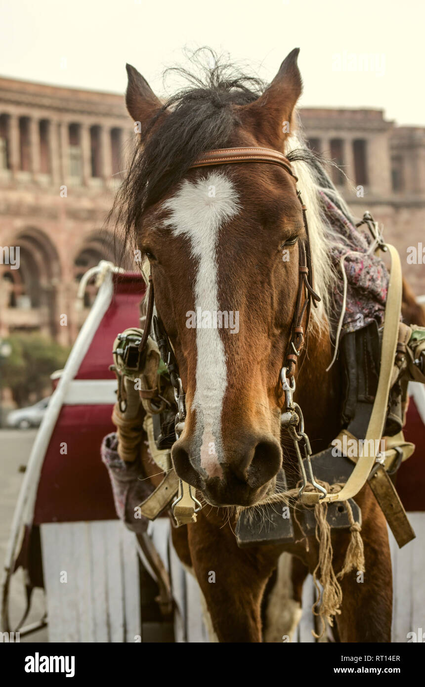 Yerevan,Armenia,Dicembre 03,2018:cavallo rosso con macchie bianche e un ciuffo nero in un cavo, riposo dopo un viaggio con bambini al quadrato in Yer Foto Stock