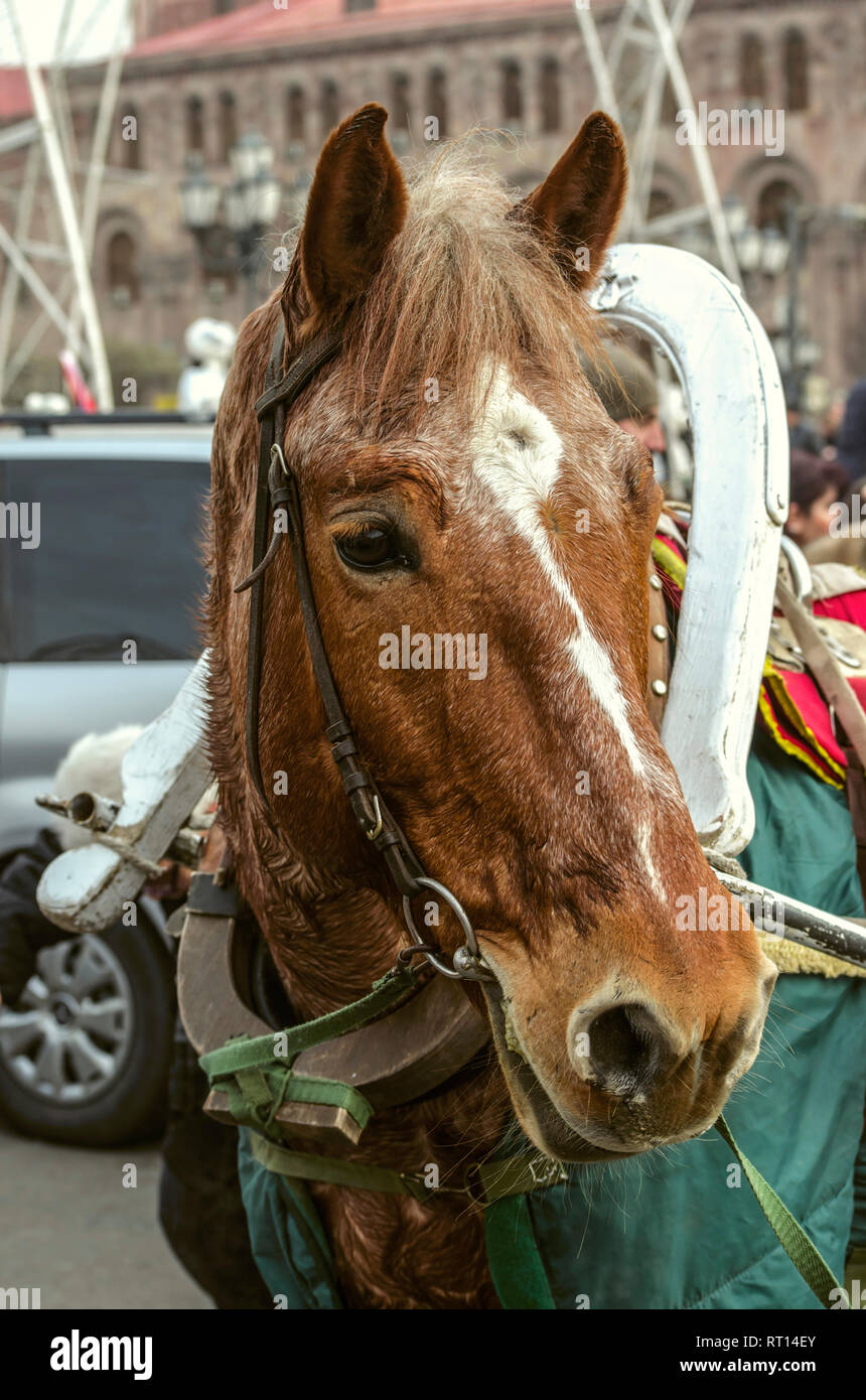 Yerevan,Armenia,Dicembre 03,2018:Vecchio sudate cavallo rosso, ricoperto con un manto verde in un cavo, riposo dopo una passeggiata intorno alla piazza in Yereva Foto Stock