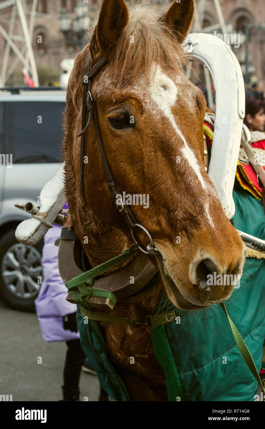 Yerevan,Armenia,Dicembre 03,2018:sudato cavallo rosso con macchie bianche coperte con un impermeabile verde in un cablaggio è in riposo dopo un viaggio con bambini Foto Stock