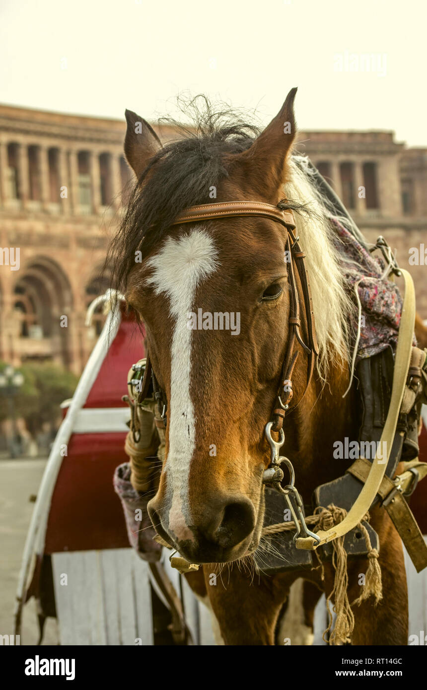 Yerevan,Armenia,Dicembre 03,2018:la testa di un cavallo rosso con macchie bianche e un ciuffo nero in un cavo, in attesa per i bambini a camminare intorno al s Foto Stock