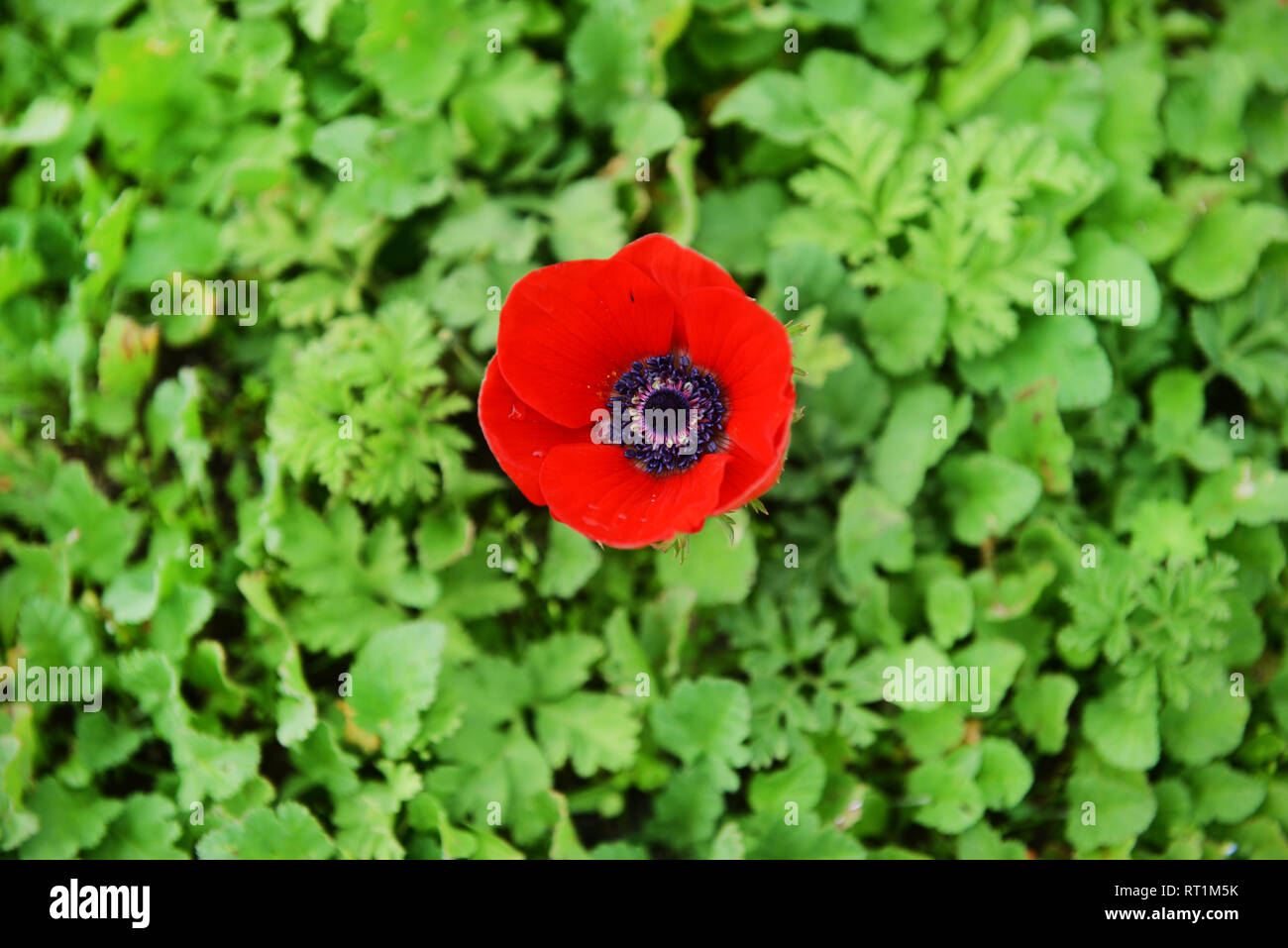 Inizio della primavera fiorisce in alture del Golan in Israele Foto Stock