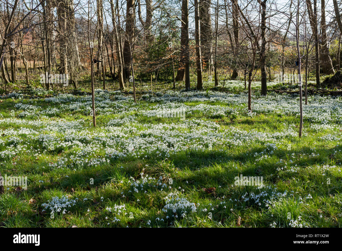 Galanthus nivalis, snowdrop fiori che crescono in fiore nel tardo inverno, Dorset, England, Regno Unito Foto Stock