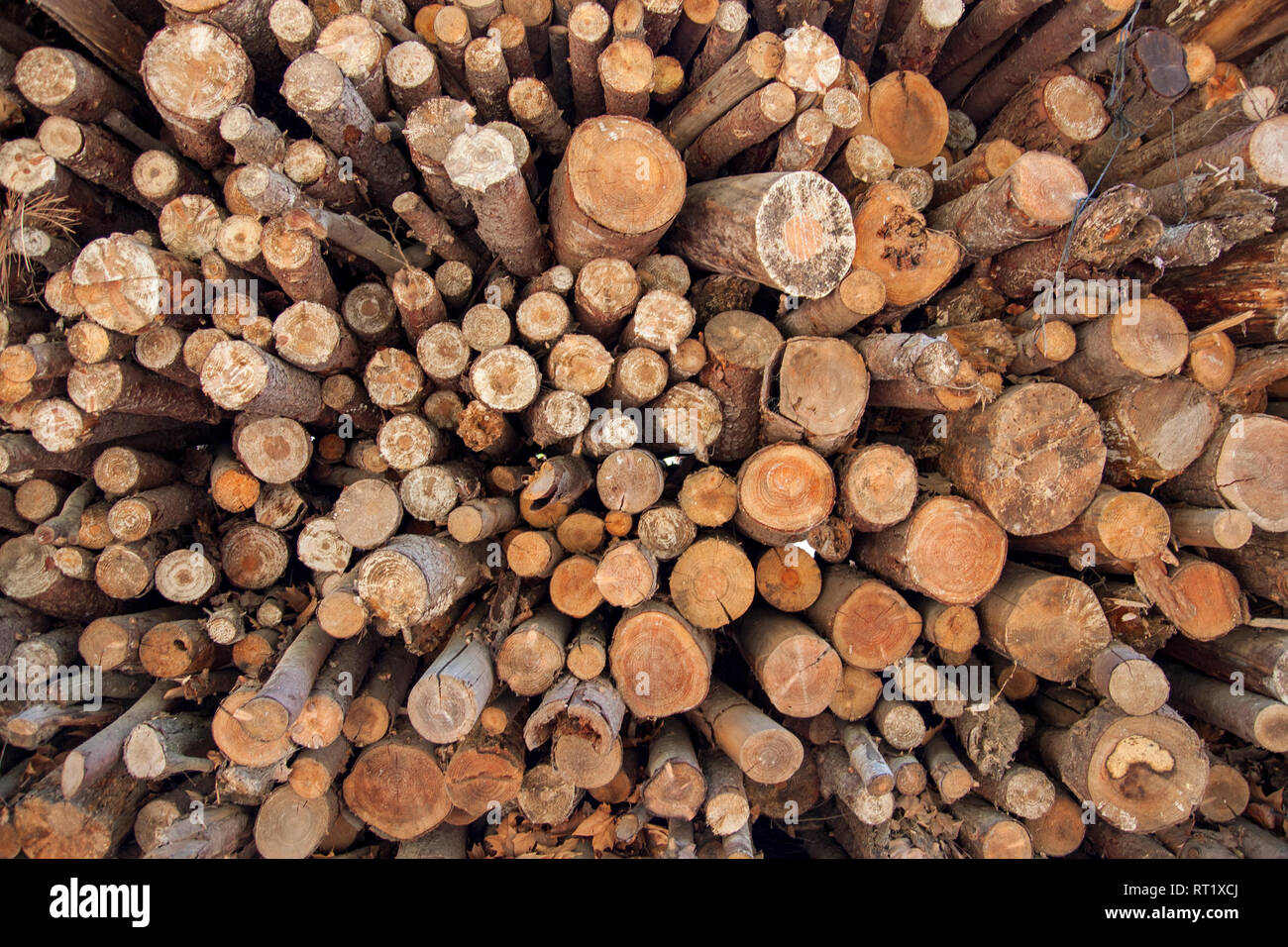 Pila di tagliare tronchi di alberi. Modello di legno. Modello di registro. Montseny, Catalogna Foto Stock