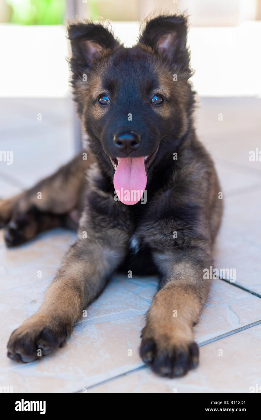 Chiot Malinois Berger Belge Foto Stock