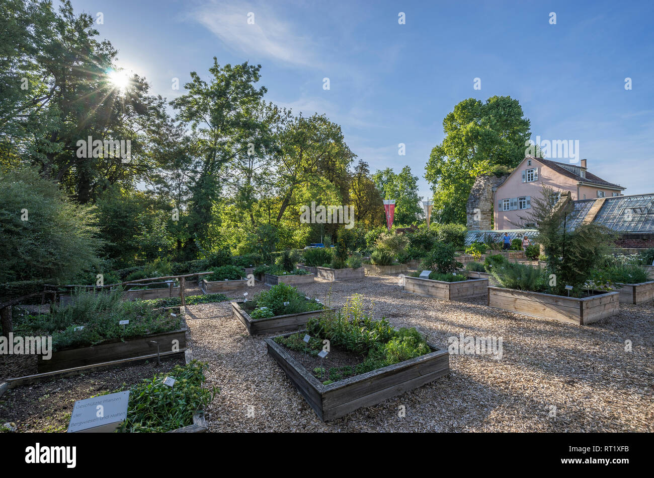 Germania Baden-Wuerttemberg, Ludwigsburg, Ludwigsburg Palace, erbe e piante medicinali garden Foto Stock