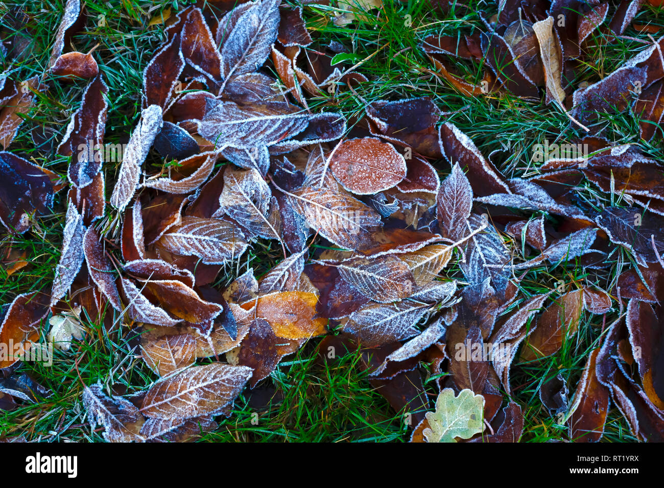 Frost coperto di foglie di autunno su un prato Foto Stock
