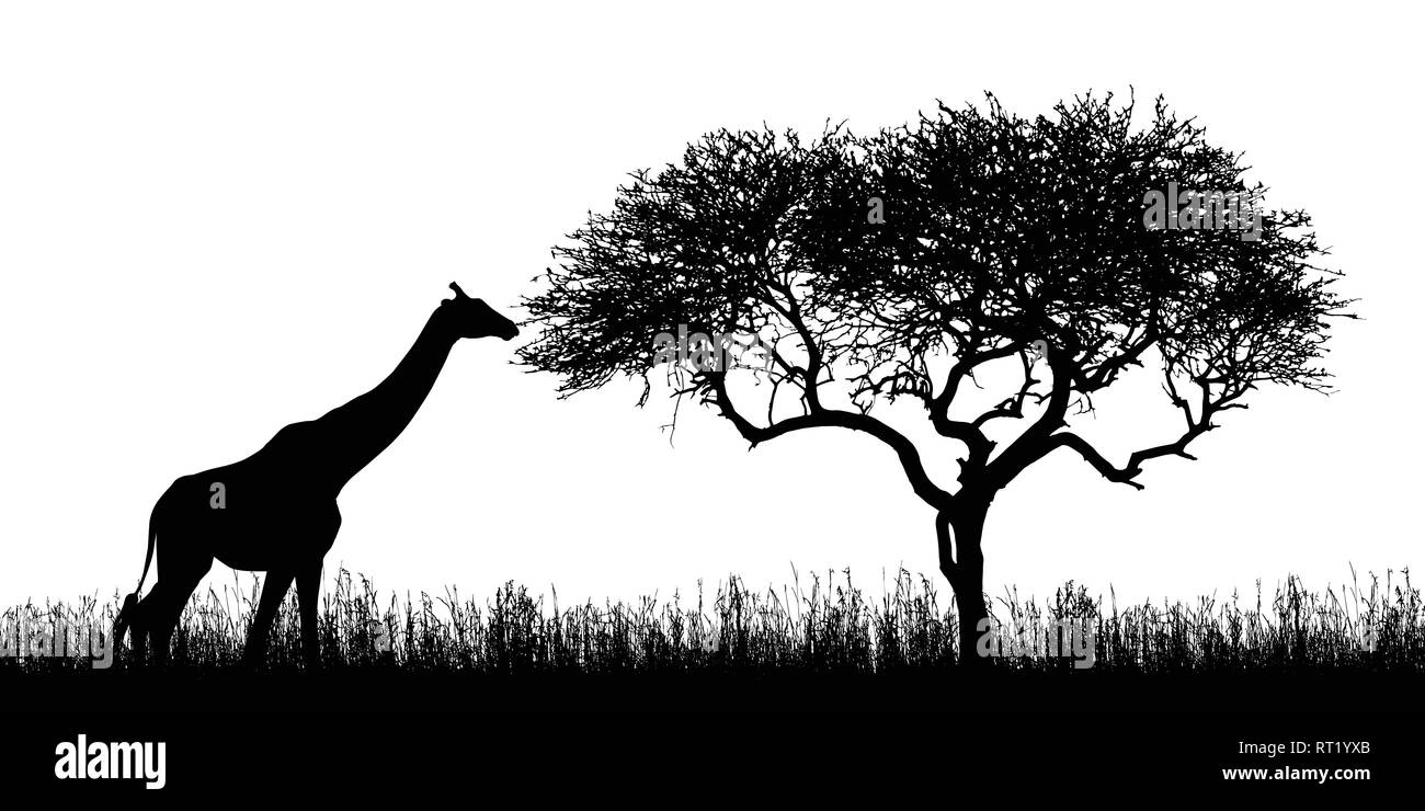 Illustrazione di una giraffa di sagome e acacia con erba in african safari in Kenya - isolato su sfondo bianco - vettore Illustrazione Vettoriale