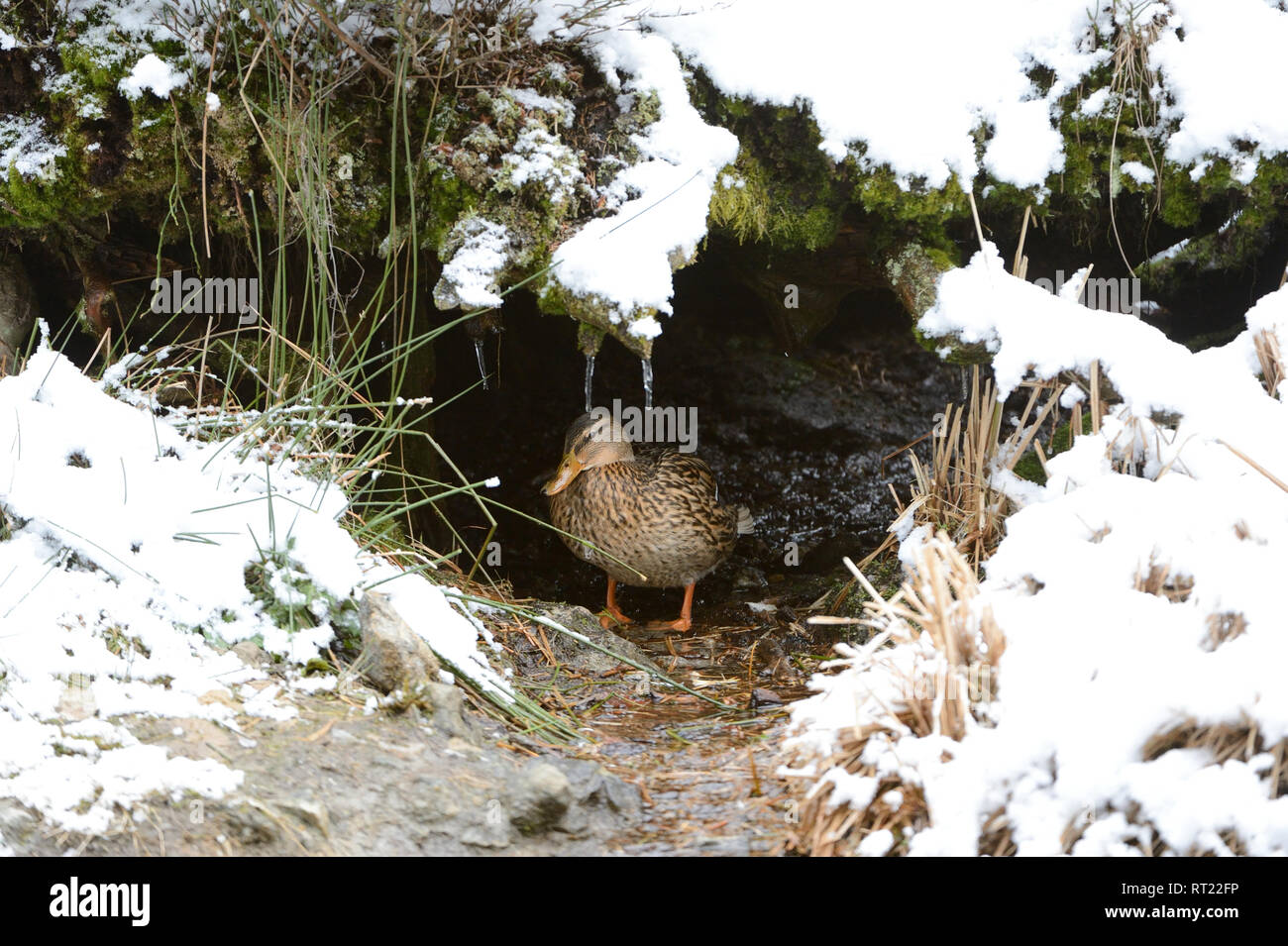 Anas platyrhynchos, anatre, oche, anatre in inverno, accoppiamento stagione dei germani reali, tempo di riga, Reihzeit, germano reale, germani reali, germani reali in inverno, bird, uccello Foto Stock