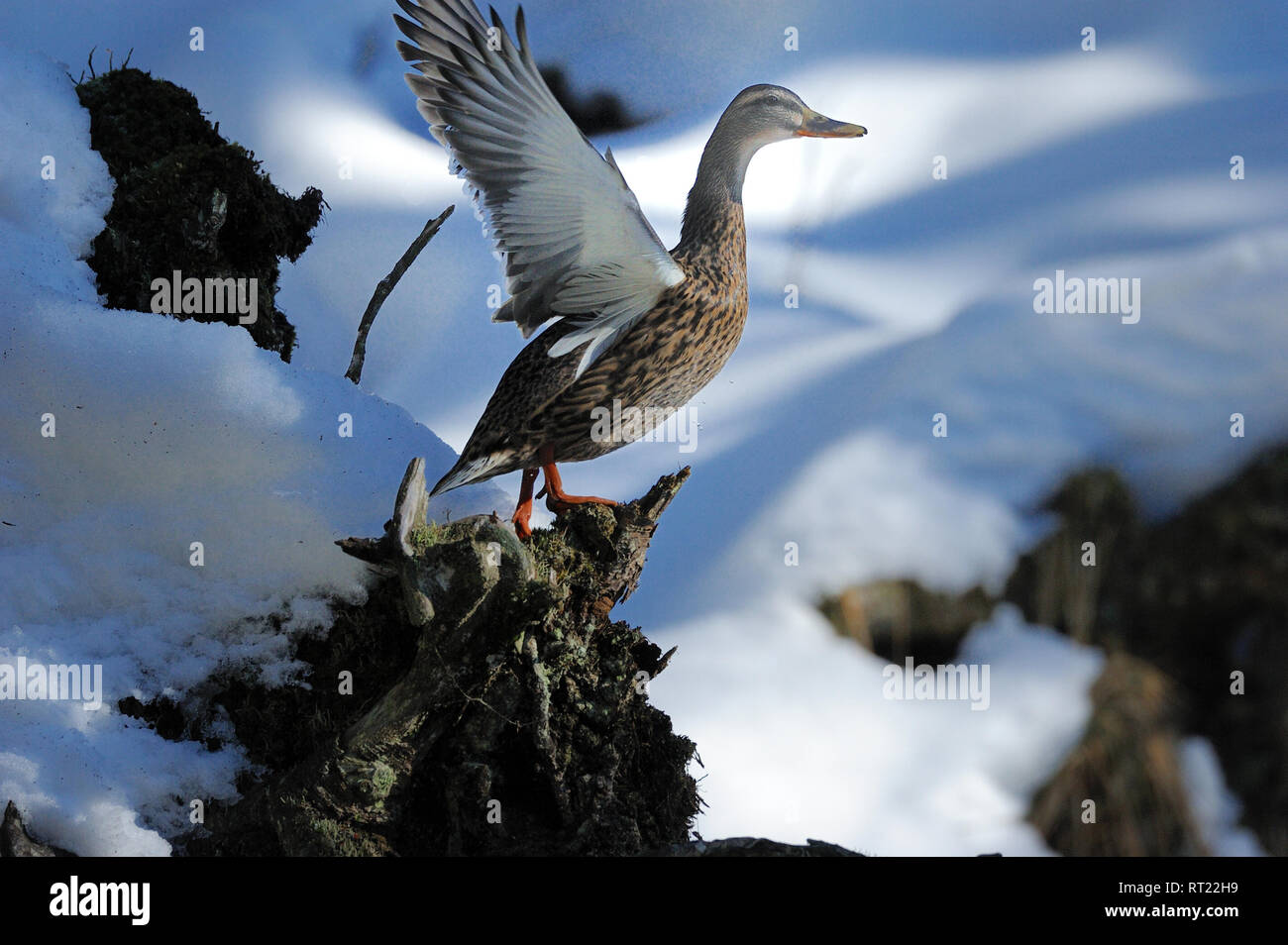 Anas platyrhynchos, anatre, oche, anatre in inverno, accoppiamento stagione dei germani reali, tempo di riga, Reihzeit, germano reale, germani reali, germani reali in inverno, bird, uccello Foto Stock