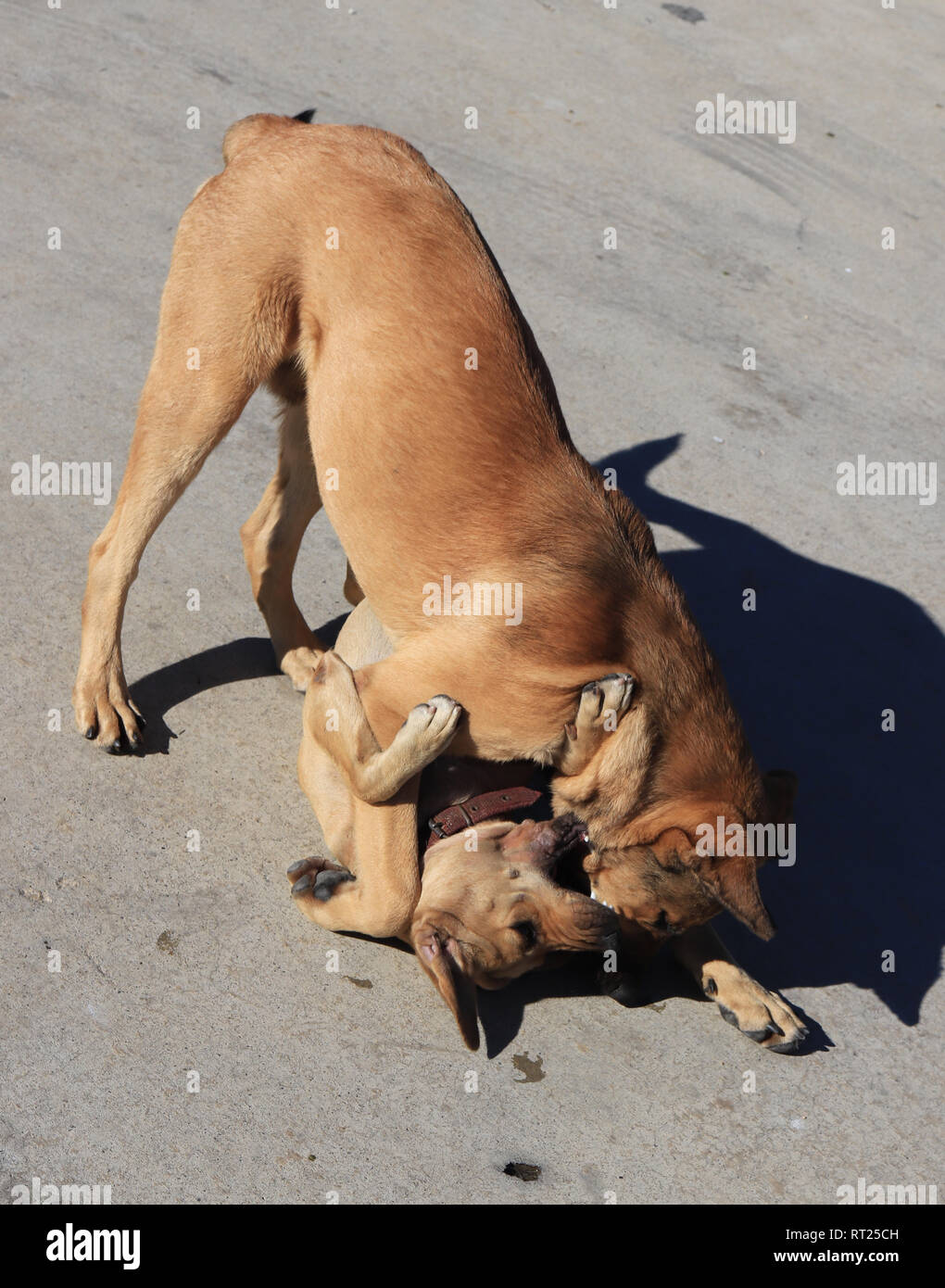 Felice la riproduzione di animali. Cani riprodurre sulla superficie di calcestruzzo. Doggy felicità. Foto Stock