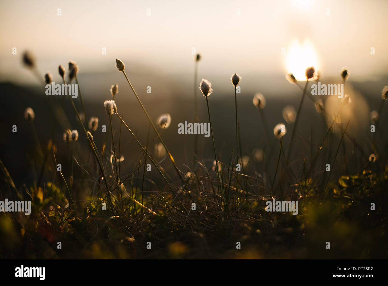 Fiori al tramonto Foto Stock