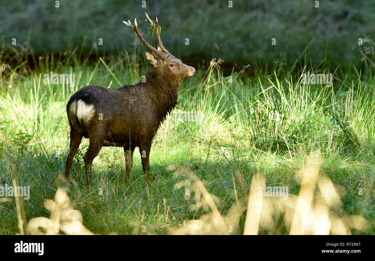 Asian cervi, caprioli asiatici, Cervus nippon, daini, cervi sika, Sikahirsche, Sikahirsche in autunno, estate fur Sikahirsch, animali, gioco, animali selvatici.L Foto Stock