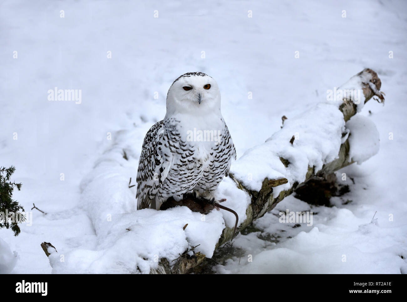 Arctic owl, OWL, gufi, grifoni, uccello da preda, rapaci notturni, Nyctea scandiaca, civetta delle nevi, le civette delle nevi, il gufo reale tipo, uccelli, uccelli.L Foto Stock