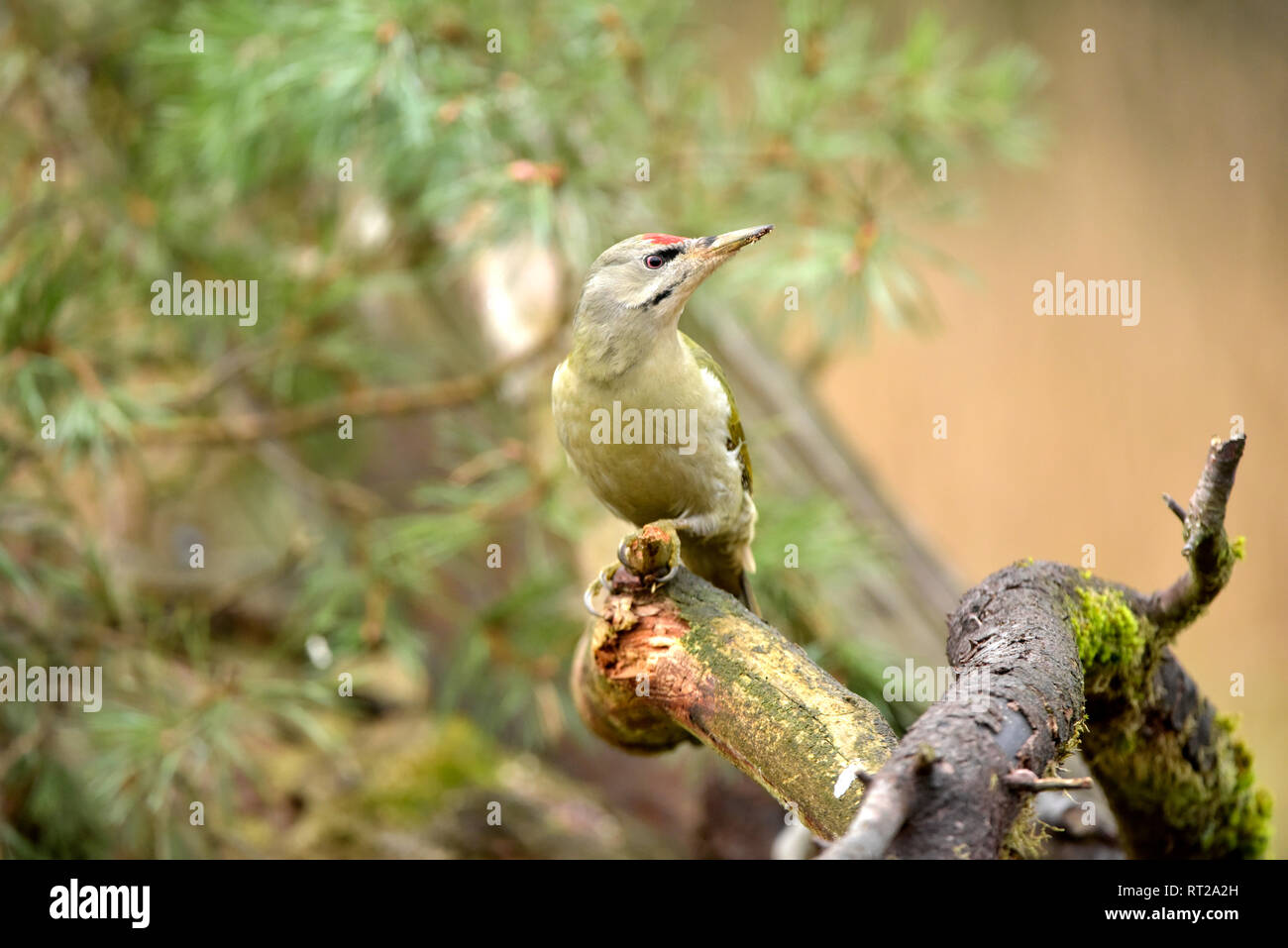 Picchio di terra, terra picchio, erba picchio, picchio verde, Picus viridis, picchio rosso maggiore uccelli, Teilzieher, uccelli, animali selvatici, uccello selvatico Foto Stock