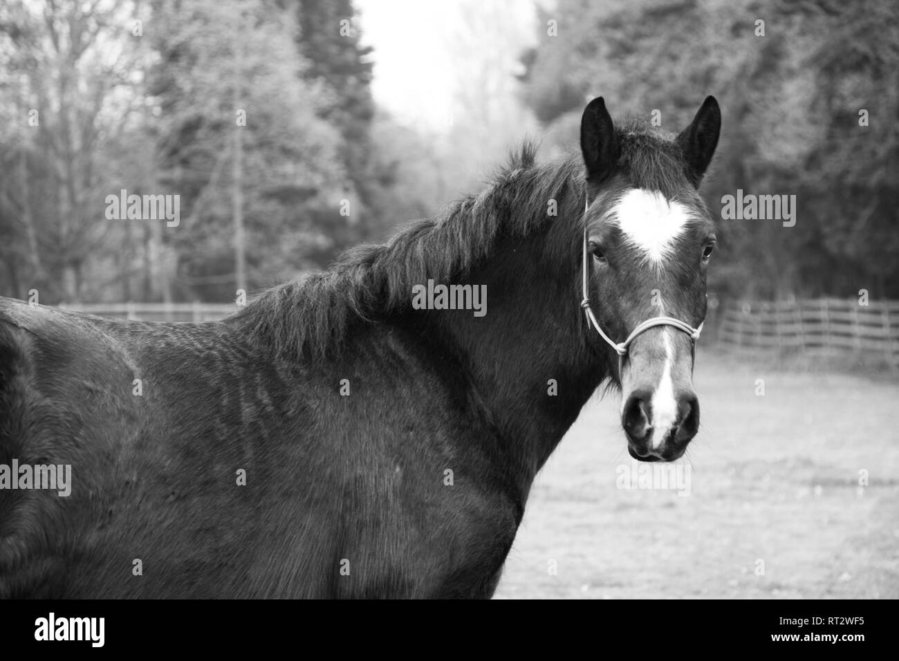 Marrone a cavallo al di fuori del campo durante le ore diurne Foto Stock