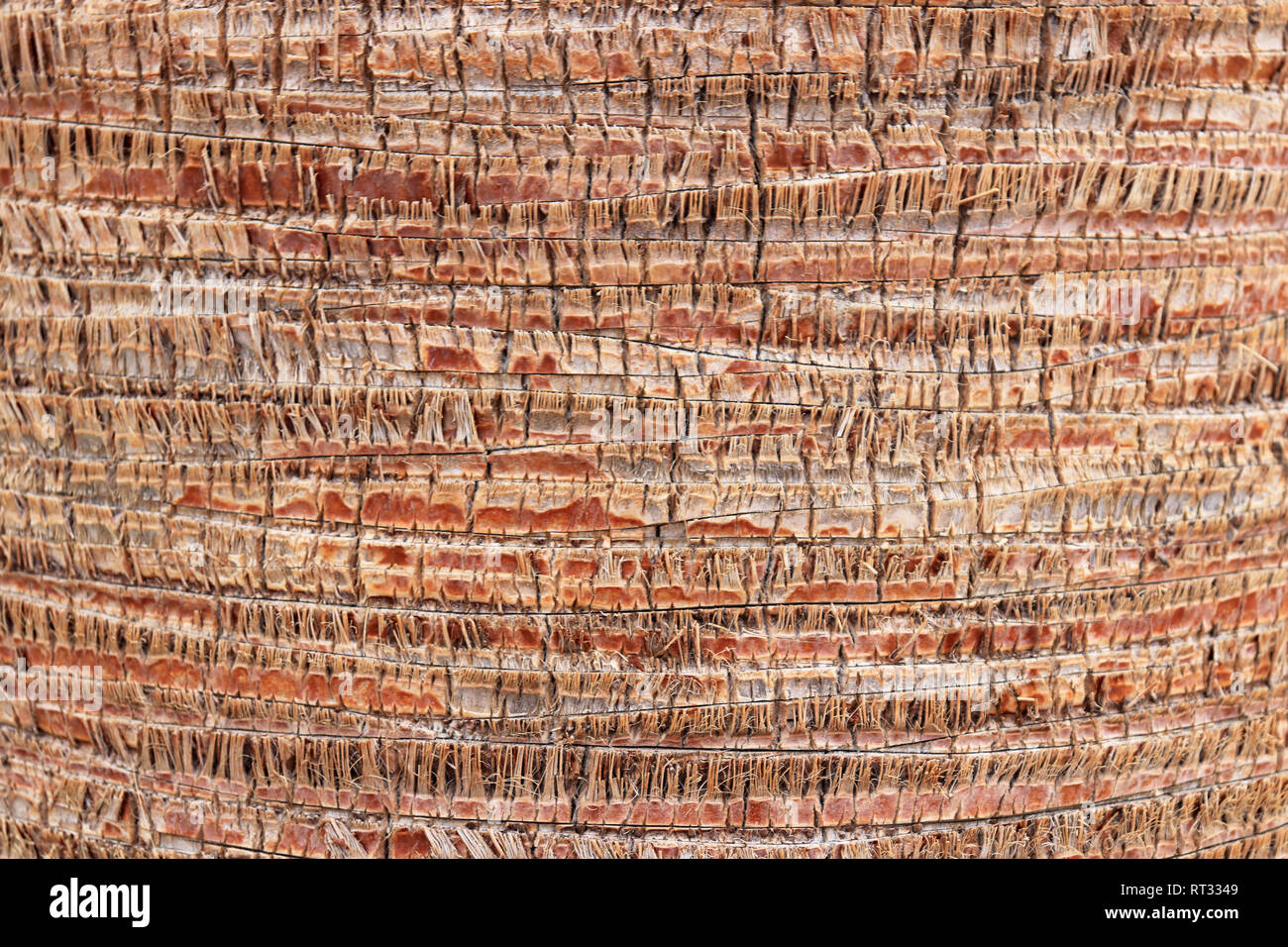 Palm modello di corteccia di texture. Tropical tronco di albero dello sfondo. Legno esotico sfondo. Foto Stock