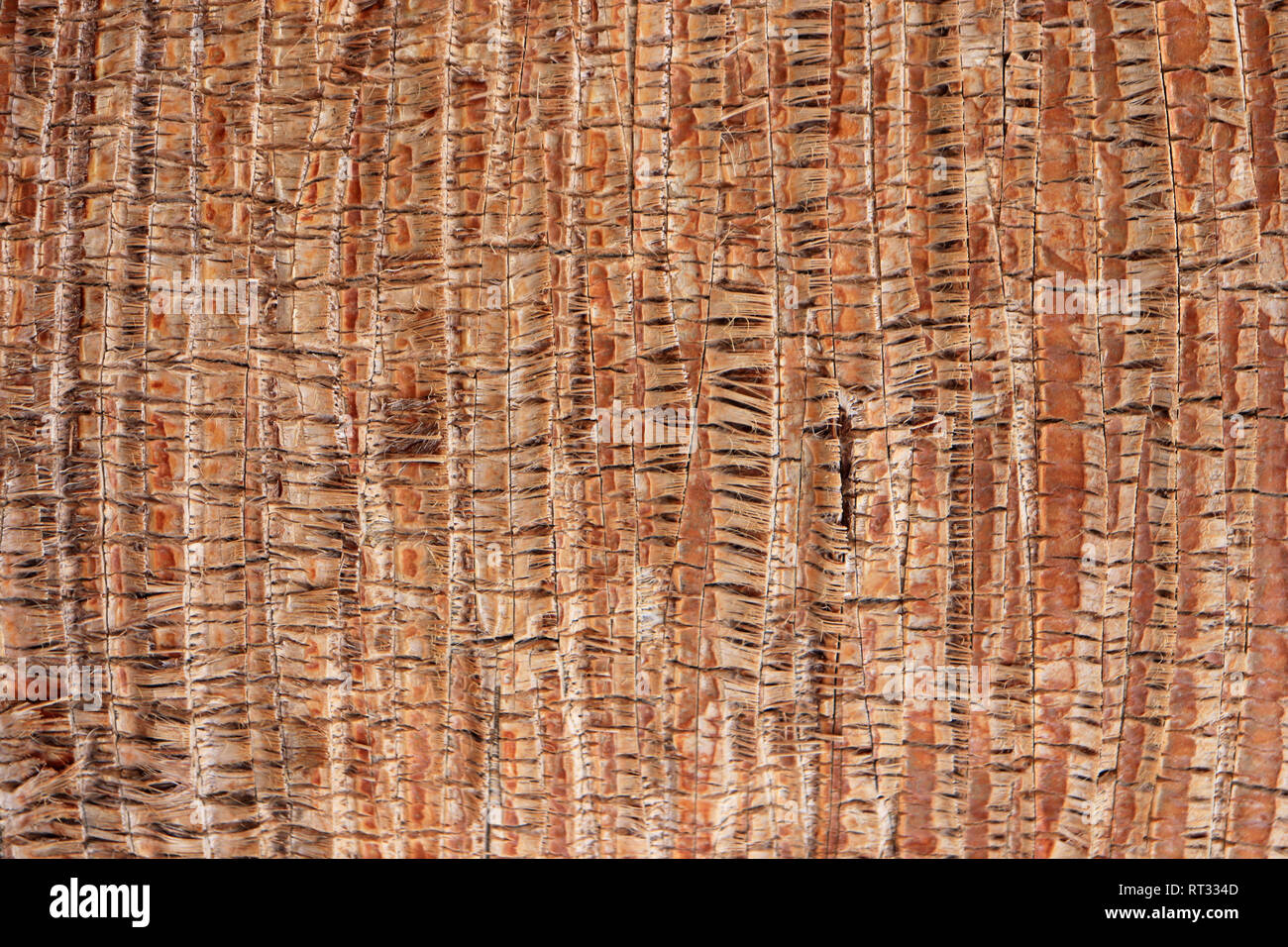 Palm modello di corteccia di texture. Tropical tronco di albero dello sfondo. Legno esotico sfondo. Foto Stock