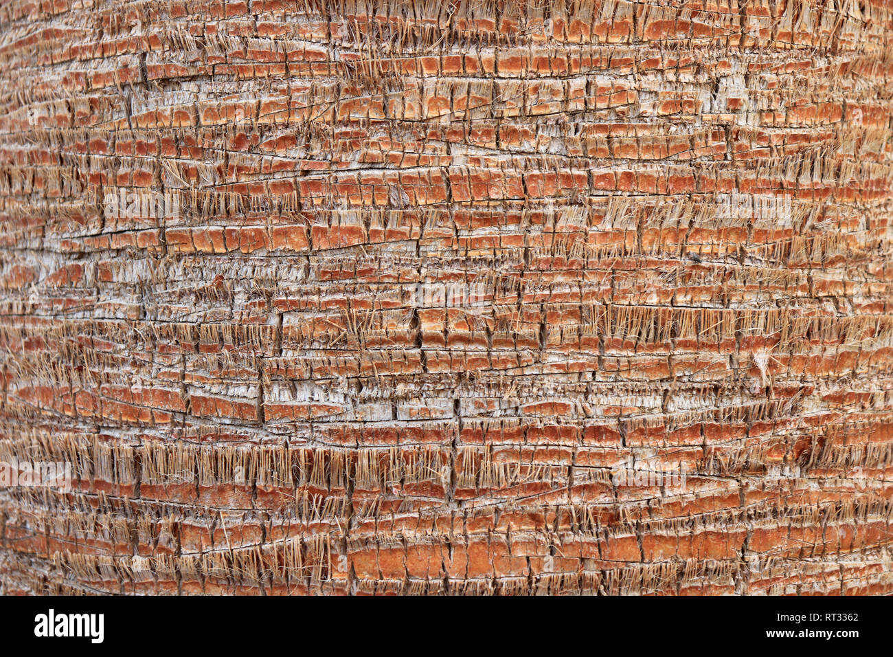 Legno esotico sfondo. Palm modello di corteccia di texture. Tropical tronco di albero dello sfondo. Foto Stock