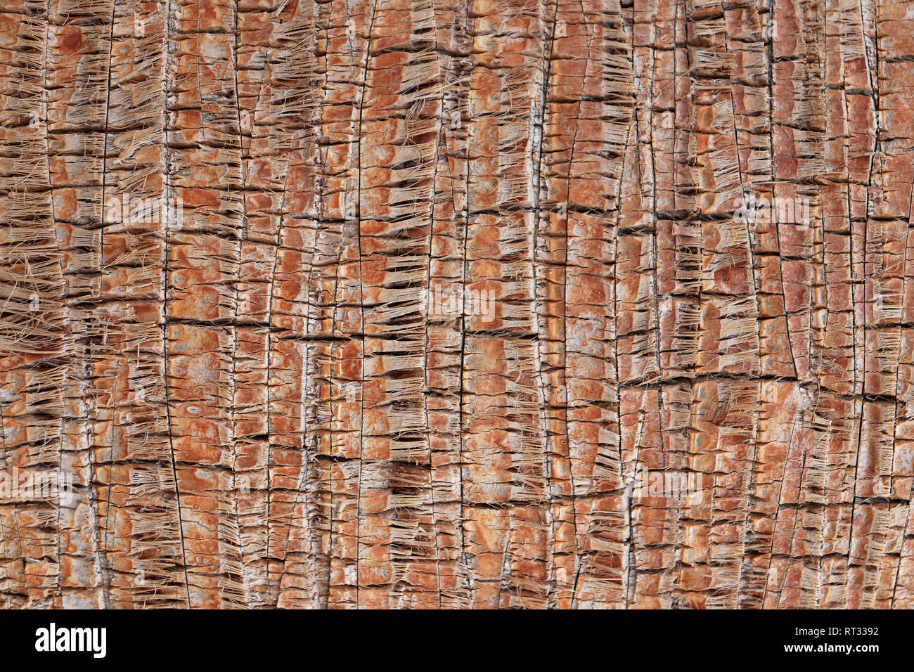 Tropical tronco di albero dello sfondo. Palm modello di corteccia di texture. Legno esotico sfondo. Foto Stock