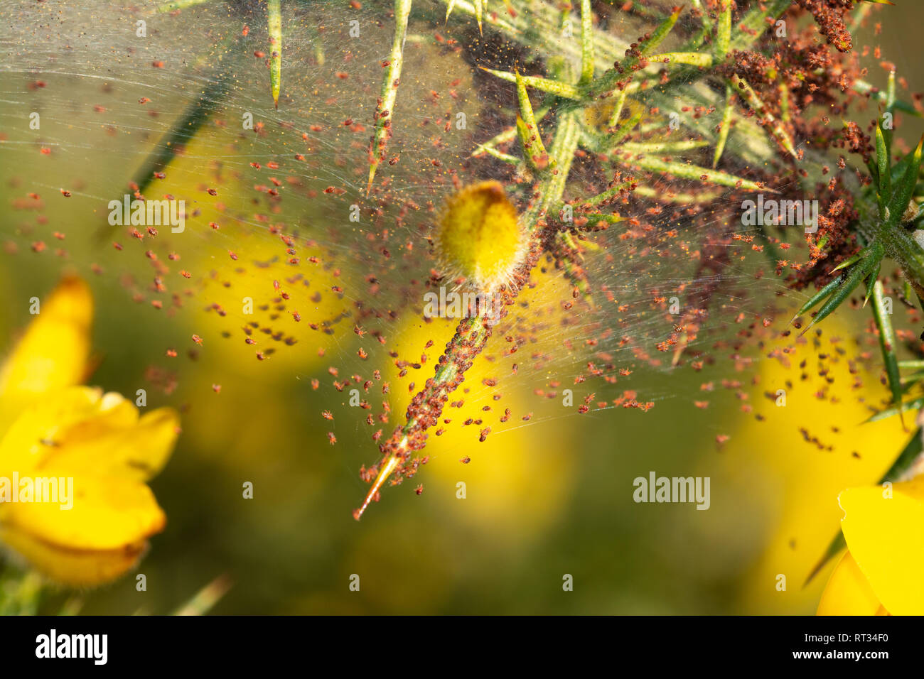 Gorse spider acari (Tetranychus lintearius) Foto Stock