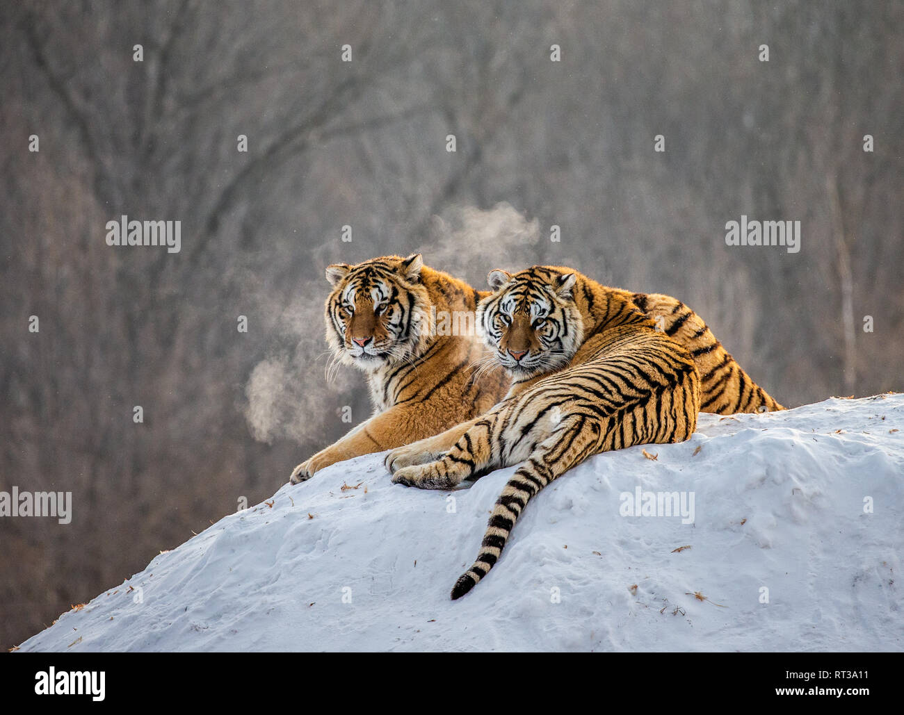 Coppia di tigri siberiane su una collina innevate sullo sfondo di un bosco d'inverno. Cina. Harbin. Mudanjiang provincia. Hengdaohezi park. Foto Stock