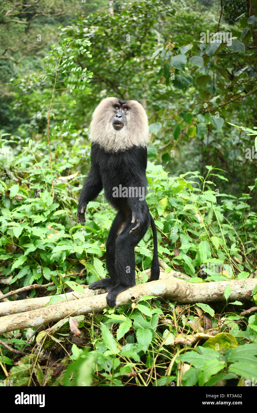 Lion coda Macaque da Nelliyampathy Foto Stock