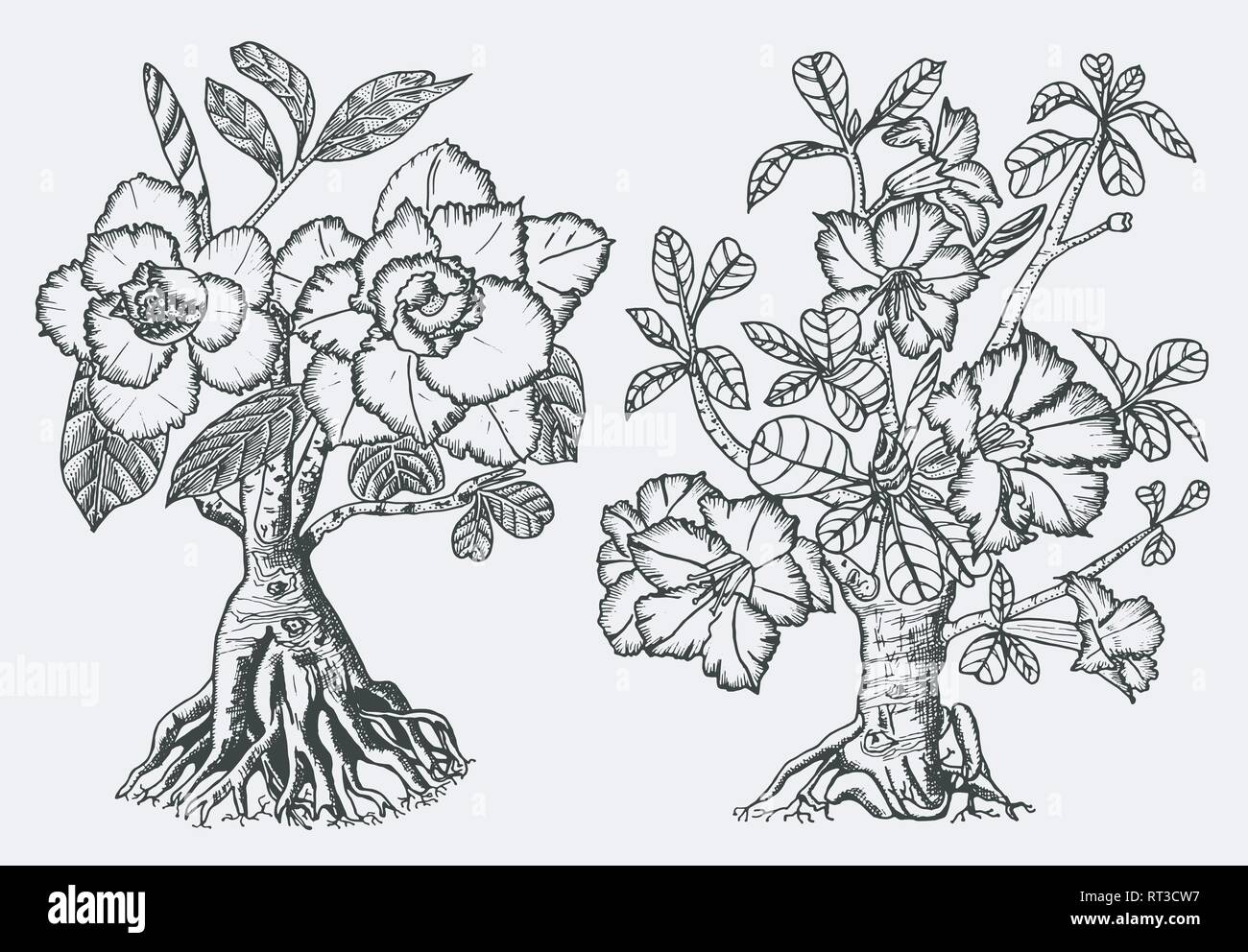 Home Adenium piante, piante da fiore provenienti dall Africa e la penisola arabica. Esotici e elementi tropicali. Incisi disegnati a mano nel vecchio disegno e Illustrazione Vettoriale