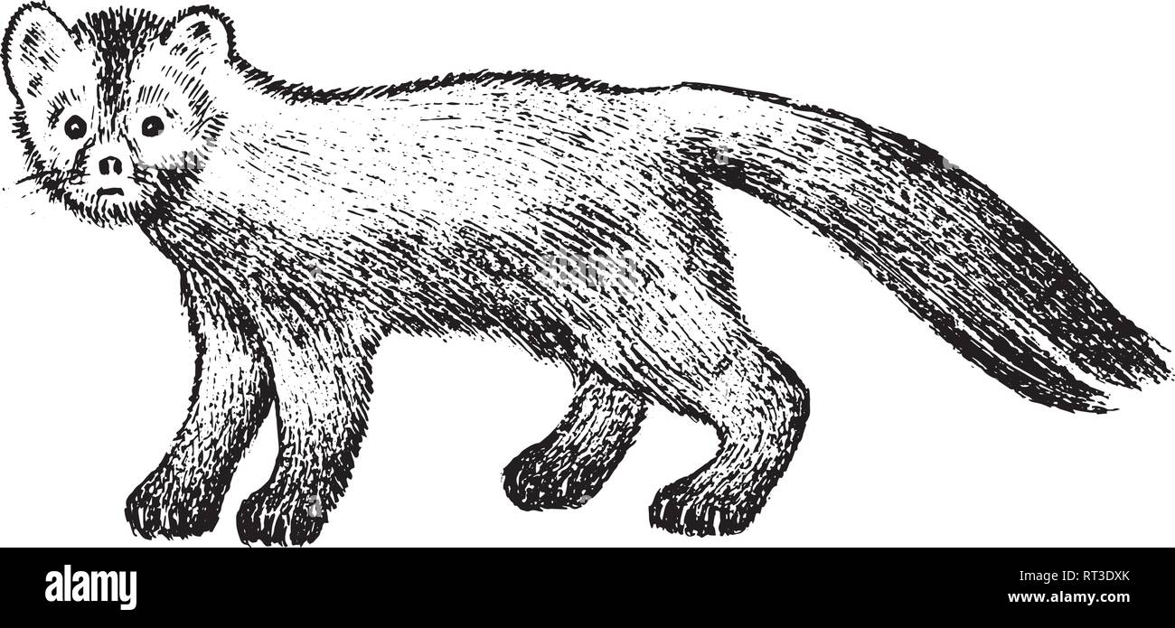 Wild sable, foresta animale. Simbolo del nord. Vintage stile monocromatico. Mammifero in Europa, Russia, dai Monti Urali. Incisi disegnata a mano Illustrazione Vettoriale