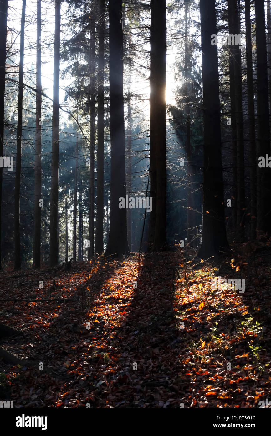 In Germania, la luce del sole nella foresta in autunno Foto Stock