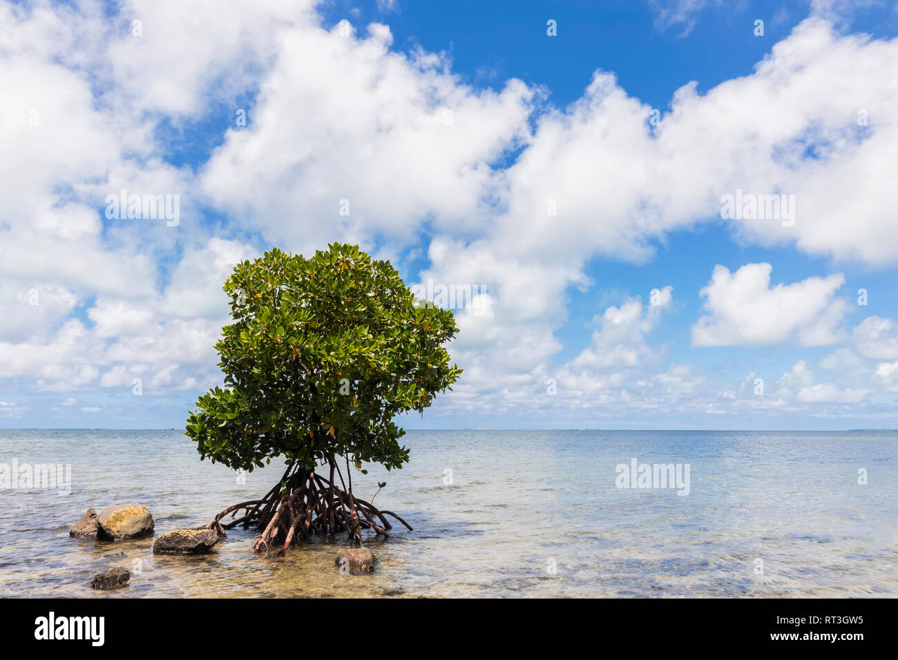 Maurizio, Costa Orientale, Oceano Indiano, mangrove tree Foto Stock